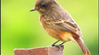 Pied Bushchat (Female) Bird Video