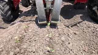 C&M Transplanter Baby Trium, 4 row--Plants straight UP!