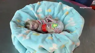 Family Zuji!! Zuji Sleeping Very Comfort In Soft Sofa | Zuji Grow Up Fast & Has Good Health