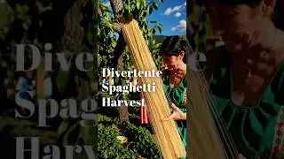The Divertente Spaghetti Harvest &ndash; A Rare Look at Italy&rsquo;s Most Delicious Crop #trendingnow  #comedy