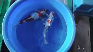 Tategoi - Sansai Doitsu Kin Showa und Yamatonishiki