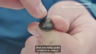 Josh Symes   Snail ID Guide