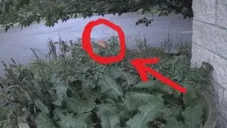 Real Fairy Caught on Tape (Amazing Footage!)