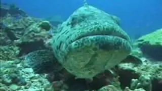 Scuba Diving Myanmar Burma / A Journey thru the Mergui Archipelago