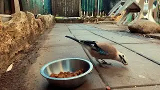 How Bird Eating Looks Like in Slow Motion