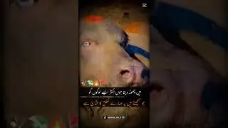 #pakistanibull #cow #pakistanibullrace #bull