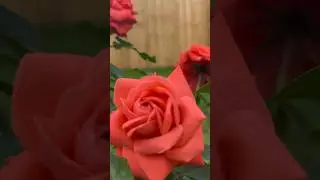 Beautiful Roses Garden uk #trending #summervibes #indians #2023 #uk#rose#beautiful #gardening