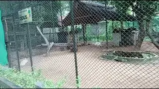 White Peafowl In Guindy National Park With Inna Me Guesta 