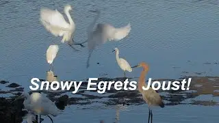Snowy egrets squabble at a feeding site!