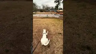 Dogo Argentino pup (THOR de la Cocha, 7 months old) can&rsquo;t wait to see his boys. #dogoargentino