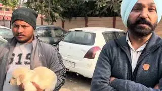 Cheapest Dog Market in Amritsar😱