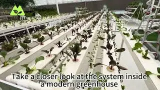 Double-Layer NFT Hydroponic System in Greenhouse | Efficient & Space-Saving