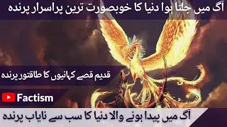 Phoenix or Fire Bird | Immortal bird in Urdu & Hindi | Factism