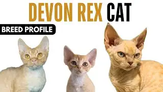 Devon Rex Cat Breed Profile History   Price   Traits   Devon Rex Cat Grooming Needs   Lifespan