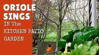 Oriole Sings in the Kitchen Patio Garden