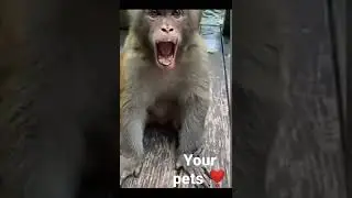 made the monkey angry🐒 #angry #angrymonkey #monkey #monkeys #monkeysvideo #short #shorts #yourpets