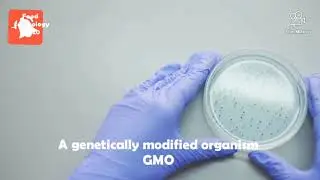 GMO in Food Industry.