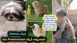 top quality Shihtzu,Toy Pomeranian puppies for sale in telugu/9032185211,9000205200 /aj pets