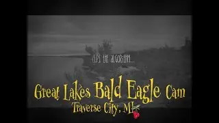 🗓️ Daily Bald Eagle Highlight (Nov 11) | Book your stay: WestBayWanderlust.com