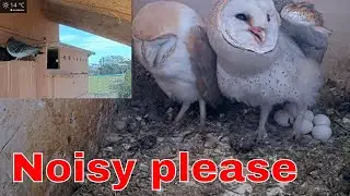 🦉🥱 Heart-Pounding Wild Scene: Barn Owl Mother Takes a Break from Incubating 6 Eggs