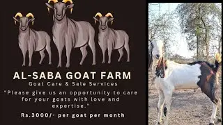 Special Goats for Bakri Eid at Al - Saba Goat Farm Lakhpale Mangaon. #viralvideo #qurbani
