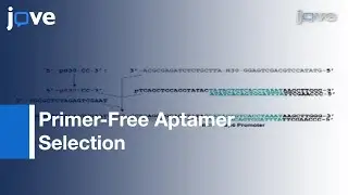 Primer-Free Aptamer Selection Using Random DNA Library l Protocol Preview