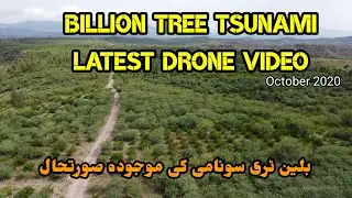 Billion Tree Tsunami Latest Drone Video and Updates | New Video of Billions Tree Tsunami Project