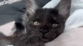 메인쿤 고양이 세자 브이로그 골골송 모음집 2편