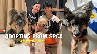 Saturday Vlog | Adopting our first dog from SPCA
