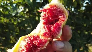 Фиговые деревья Панаш (Panachee) и Бордиссо Бланка Римада