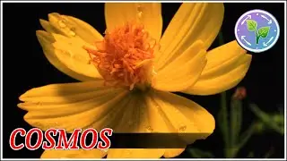 Cosmos Flowers | Blooming Flowers Time Lapse 4K