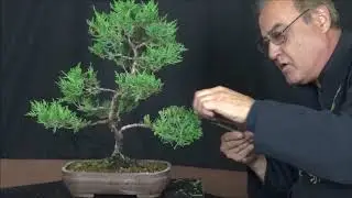 Pinzado de formacion en Junipero Chinensis