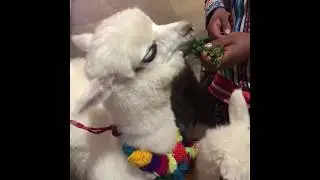 Baby alpaca In Cusco, Peru Looks Fake