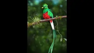 Квезаль, или кетцаль