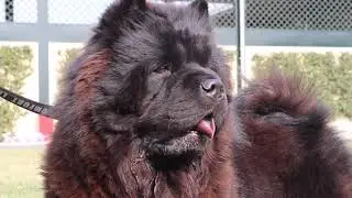 Carattere Razza Chow Chow