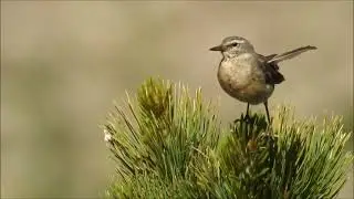 Un Pipit Spioncelle Anthus spinoletta alarme dans le vent avec une r&eacute;mige cass&eacute;e