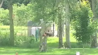 LLAMA & ALPACA FIGHT
