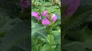 Pink Turtlehead
