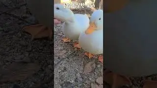 [Farmvlog] 콜덕들은 참 몽실몽실해요 #콜덕 #callduck