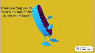 Protein transport in mitochondria I