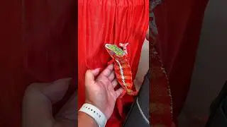 Wow, it finally turned red #viral #reptiles #reptile #chameleon #reptile #chameleon