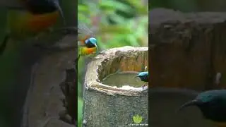 Green tailed sunbird