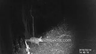 Nighttime Wonders of Jabarkhet Sanctuary: Hedgehog, Brocket deer, Coyote and Himalayan goral