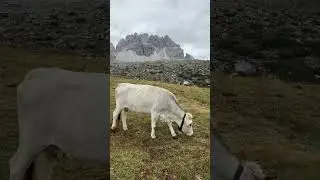 Послушайте как звучат Альпы 🫠 #dolomites #italy #trecime #горы #доломиты #путешествия #хайкинг
