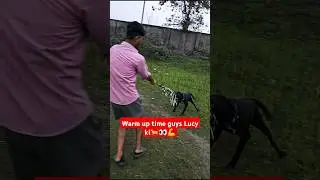 Warm up time guys || lab Lucy || #dog #labrador #lucy #training #video #shorts #minivlog #shortsfeed