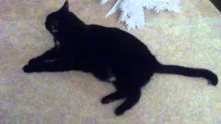 Sir Chewy just hanging out on the floor.