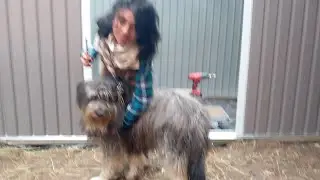 reprise de live avec l'&eacute;quipe cabanon ! 🙏🐶🐻❤️