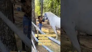 Turn Horse into a Unicorn! Safe, Washable OPAWZ Temporary Pet Hair Chalks for Horse Grooming #horse