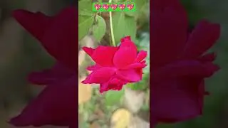 Alhamdulillah kahne ki aadat dale #video #hijabehaya #shortvideos #viral #love #youtuberchannel