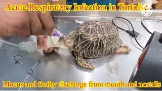 How to treat Tortoise / Turtle Pneumonia ||Respiratory Distress || Oxygen therapy #mahakalvet clinic